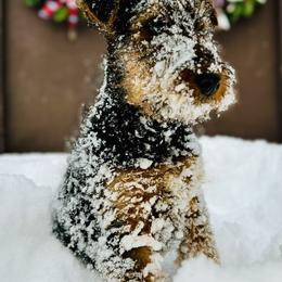 Bullwinkle - Airedale Terrier puppy from Aim High Airedales & German Shorthaired Pointers