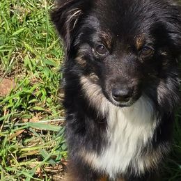 Toy Australian Shepherds from Tater Tot aussies