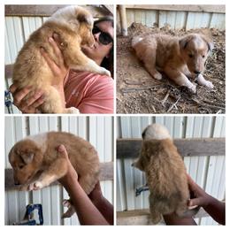 Sable Merle 2 - Sable merle male Collie puppy in Honaker, Virginia from KLW Farm
