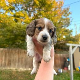 Blue Eye - Red Dapple Piebald - Dapple male Dachshund puppy in Colville, Washington from G&B Iron Mountain Dachshunds