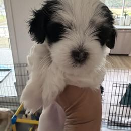 Girl 2 - Black and white female Havanese puppy in Morriston, Florida from OPA! Havanese (formerly Elysium Fields)