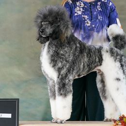 Poodles from Paterson Poodles