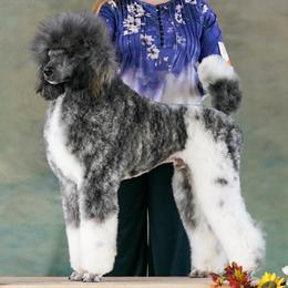 Poodles from Paterson Poodles