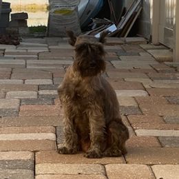 Miniature Schnauzers from Jen's Miniature Schnauzers