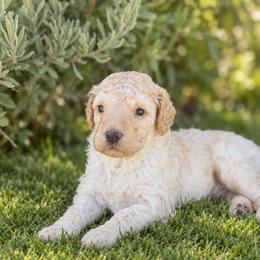 Beau - Cream male Goldendoodle puppy in Millville, California from Hope Lane Kennels