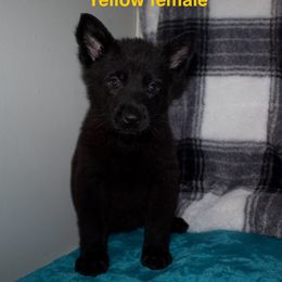 German Shepherd Puppies from Von Der Havier German Shepherds