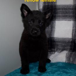 German Shepherd Puppies from Von Der Havier German Shepherds
