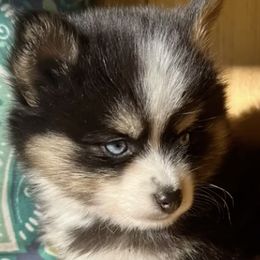 Pomskies from Arizona Luxury Pomskies