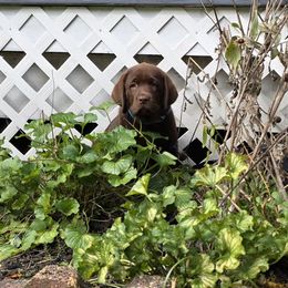 Boy 5 - Chocolate male Labrador Retriever puppy in Dartmouth, Massachusetts from Dolce Amore Labradors