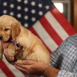 Thyme - Golden female Golden Retriever puppy in Payette, Idaho from Stonewick Retrievers