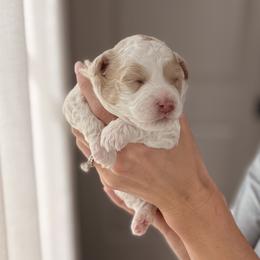 Margot - Red and white female Shihpoo puppy in Chelsea, Alabama from Doodle Lane - Toy Doodles Alabama
