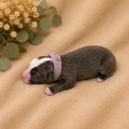 Peony - Black tri female Toy Australian Shepherd puppy in Oroville, California from Diamond Arrow Aussies