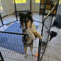 Brennan - Collie puppy from Whitemoor Collies