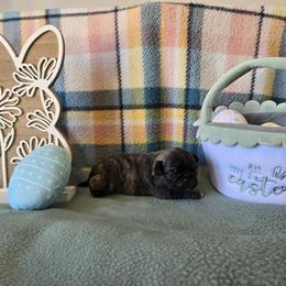Mesquite - Brindle male Pug puppy in Auburn, Kentucky from Prentice Family Pugs
