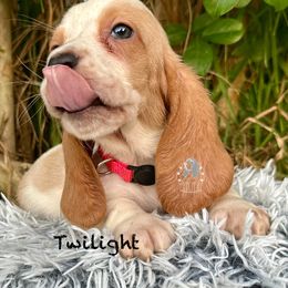 Twilight - Red and white female Basset Hound puppy in Dingess, West Virginia from Tuckers' Howling Hounds