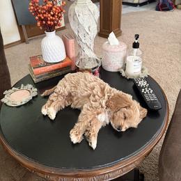 Cavapoo, Cockapoo, Goldendoodle, and Maltipoo Puppies from Perdue Puppies