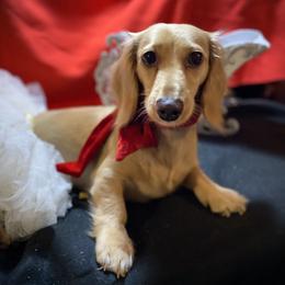 Willow - Dachshund