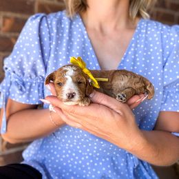 Mochi - Apricot female Poodle puppy in West Haven, Utah from Split Mountain Doodles