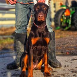 Gloria - Red and rust female Doberman Pinscher puppy in China Township, Michigan from Snell's Superior Kennel Dobermann & GSP