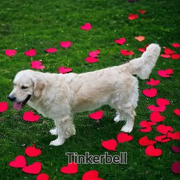 Tinkerbell - Golden Retriever