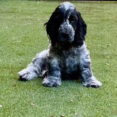 Derek - Blue roan male English Cocker Spaniel puppy in Park Rapids, Minnesota from Catori