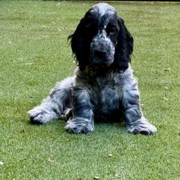 Derek - Blue roan male English Cocker Spaniel puppy in Park Rapids, Minnesota from Catori