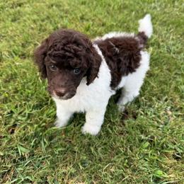 Blue Collar - Brown male Poodle puppy in Huntsville, Alabama from Flint River Poodles