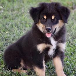 Ammo - Black tri male Miniature Australian Shepherd puppy in Evant, Texas from Lazy VT Bar Ranch
