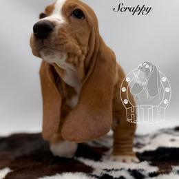 Scrappy - Red and white male Basset Hound puppy in Dingess, West Virginia from Tuckers' Howling Hounds