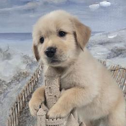 Cove - Light golden female Golden Retriever puppy in Marietta, Oklahoma from Dogs of Diamond B