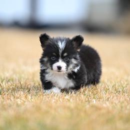 Journey - Black and tan male Pembroke Welsh Corgi puppy in Mona, Utah from Sorensen Corgis