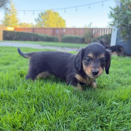 2300 Blue Collar Longhair - Black and tan male Dachshund puppy in Cottonwood, California from Circle C Farm