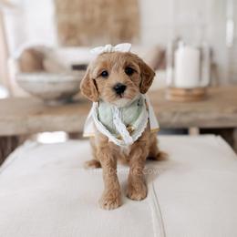 Wednesday - Apricot female Goldendoodle puppy in Syracuse, Indiana from The Doodle Cove