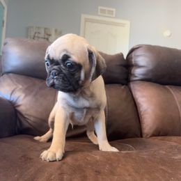 Grizzly - Black Collar - Fawn male Pug puppy in Hereford, Arizona from Broken Road Ranch Pugs