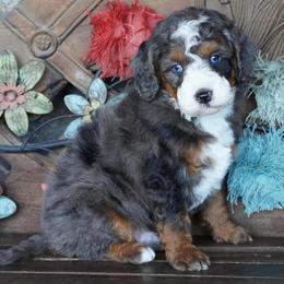 Boy 2 - Blue merle male Aussiedoodle puppy in Lawton, Oklahoma from Lindsey’s Aussies