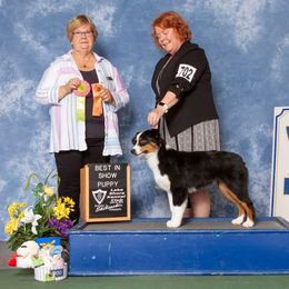 Raven - Miniature American Shepherd