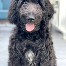 Labradoodle Puppies from Blackberry Hill Doodles