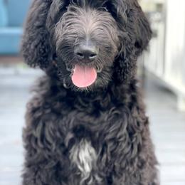 Labradoodle Puppies from Blackberry Hill Doodles