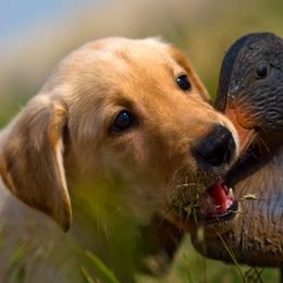 Labrador Retrievers from Rosewood Retrievers Inc