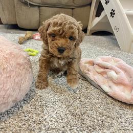 Prince - Apricot male Goldendoodle puppy in Sugarcreek, Ohio from True Hearted Doodles