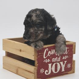 Donner - Merle male Goldendoodle puppy in Westminster, South Carolina from Goldendoodlepuppiessc