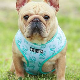 French Bulldogs from Painted Desert Frenchies