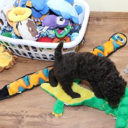 Poodle Puppies from RK'S Pets