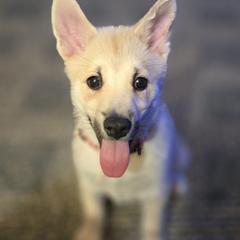 Boy 4 - Wheaten male Norwegian Buhund puppy in Lawton, Michigan from J-Lyn
