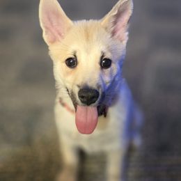 Boy 4 - Wheaten male Norwegian Buhund puppy in Lawton, Michigan from J-Lyn