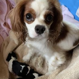 Cavalier King Charles Spaniels and Cavapoos from Monica's Cavalier King Charles Spaniels