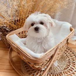 Maltese from MiaMiaMaltese Colorado