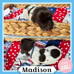 Girl 4 - Liver roan female German Shorthaired Pointer puppy in Spotsylvania Courthouse, Virginia from Ambitious Acres Kennels