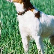Brittanys, French Brittanys, and Labrador Retrievers from Wolf River Kennels
