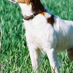 Brittanys, French Brittanys, and Labrador Retrievers from Wolf River Kennels